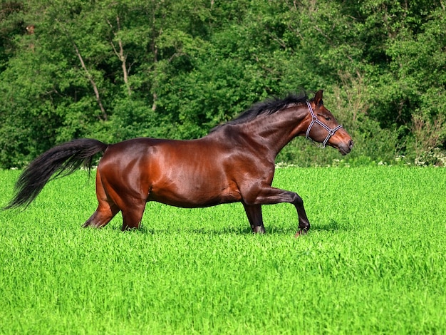 Cavallo in corsa sul campo