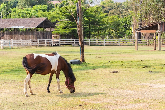 Cavallo in fattoria. Paesaggio del paese