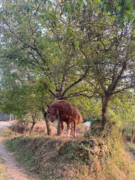 Cavallo in libertà in un prato nel nord della Spagna. Cavallo libero al tramonto.