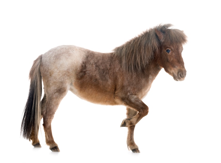 Cavallo in miniatura Falabella