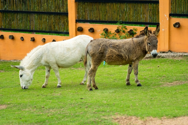 cavallo in miniatura