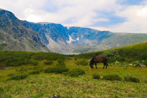 Cavallo in montagna