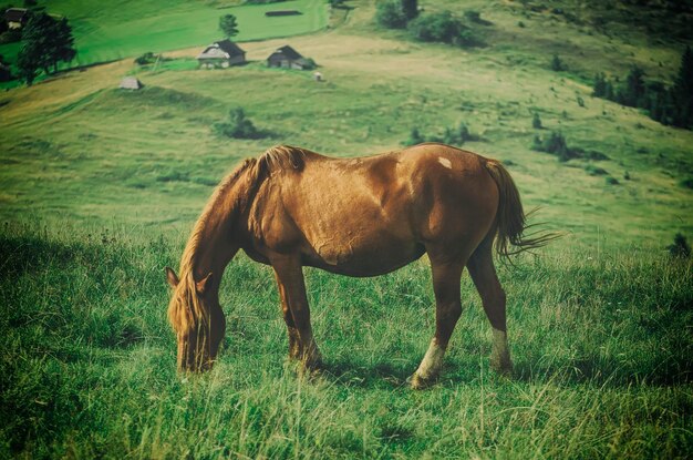 Cavallo in montagna