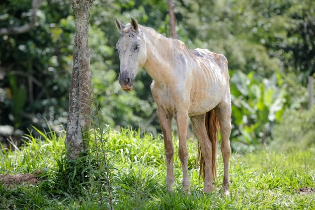 Cavallo in natura che si nutre bello e con il pelo morbido