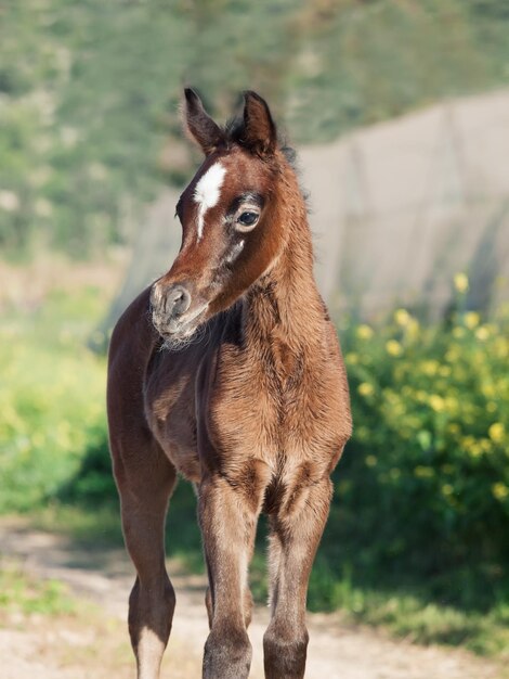 Cavallo in piedi contro gli alberi