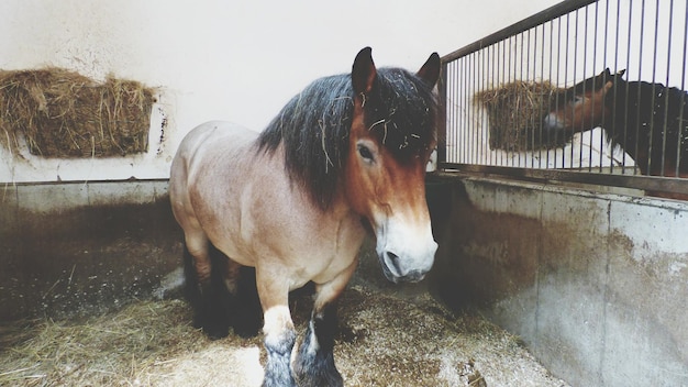 Cavallo in piedi contro il cielo