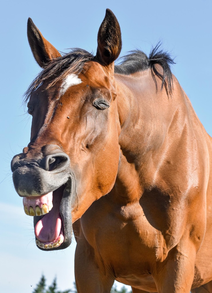 Foto cavallo in piedi contro il cielo
