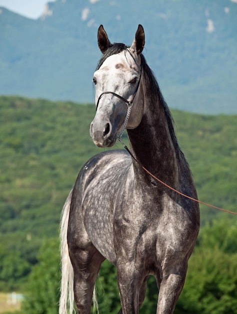 Cavallo in piedi contro la montagna
