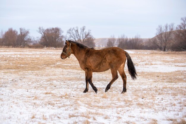 Cavallo in piedi in un campo