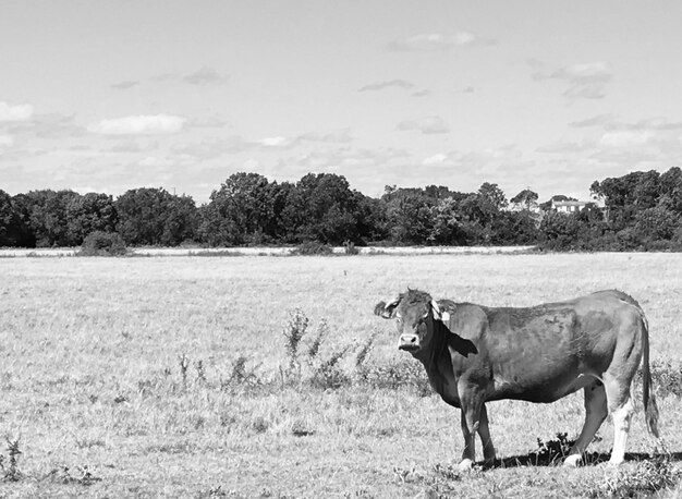 Cavallo in piedi in un campo