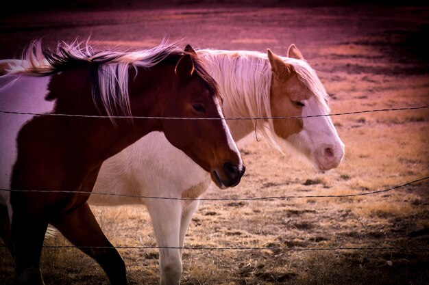 Cavallo in piedi in un ranch