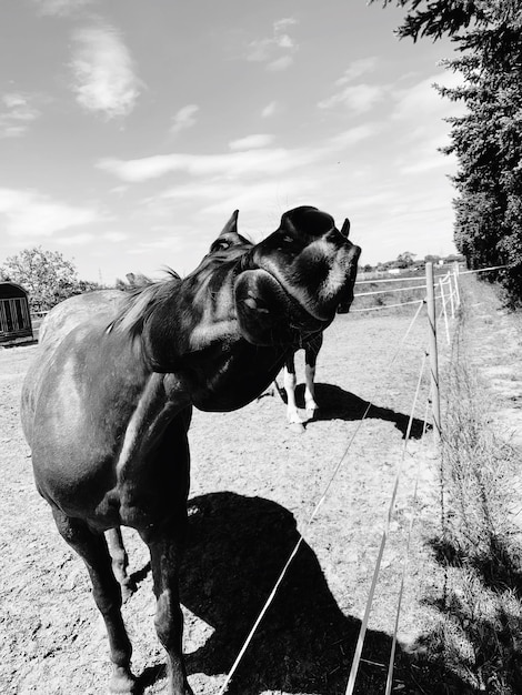 Cavallo in piedi nel campo contro il cielo