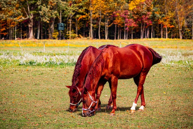 Cavallo in piedi nel campo