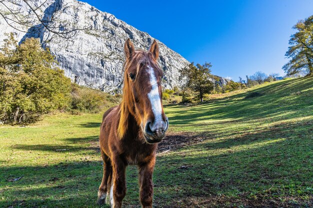 Cavallo in piedi sul campo contro il cielo