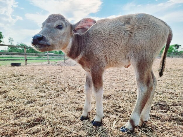 Cavallo in piedi sul campo