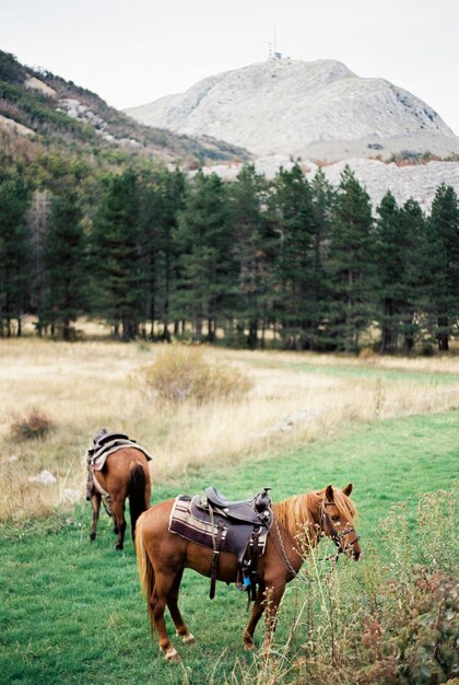 Cavallo in piedi sul campo.