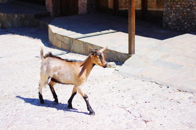 Cavallo in piedi sul sentiero