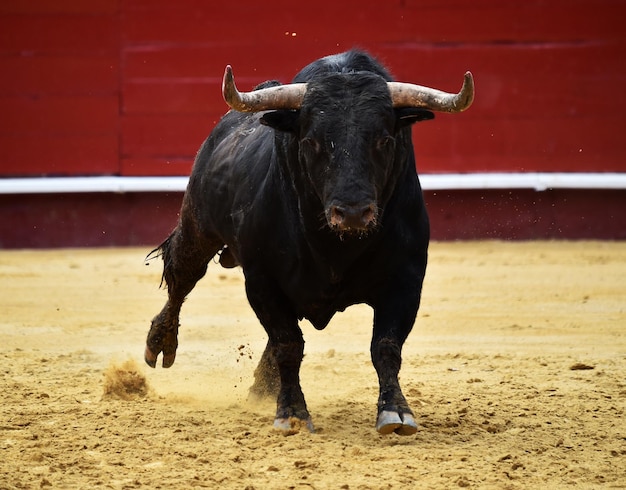 Cavallo in piedi sul suolo