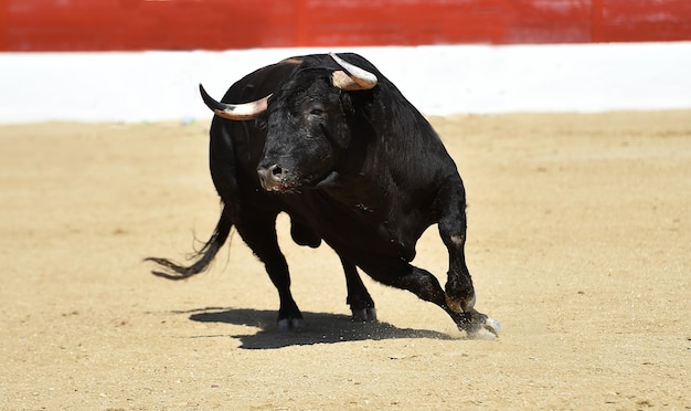 Cavallo in piedi sulla spiaggia