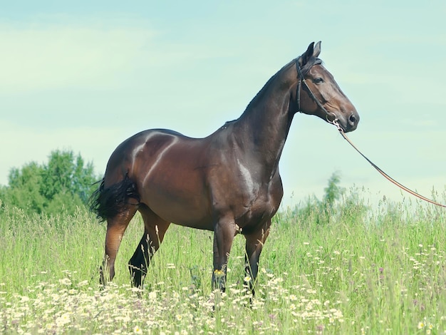 Cavallo in piedi sulla terra contro il cielo