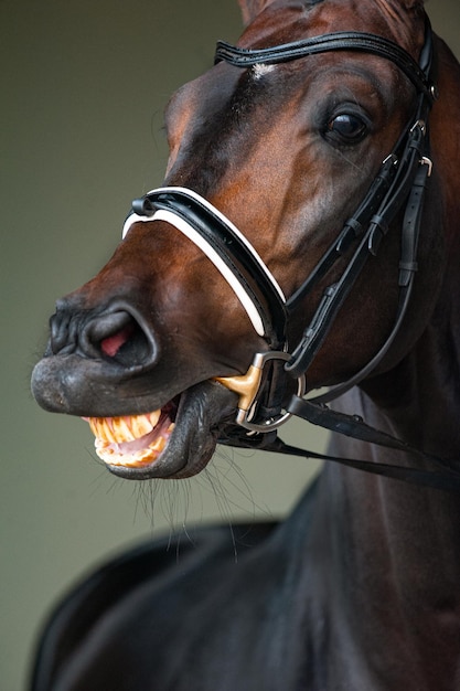 Cavallo in primo piano sorridente di briglia