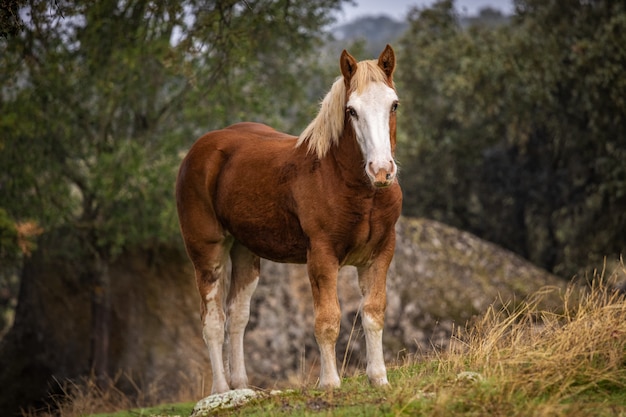 Cavallo in un campo a Dehesa de la Luz. Extremadura.