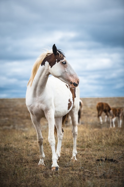 Cavallo in un campo, animali da fattoria, serie natura