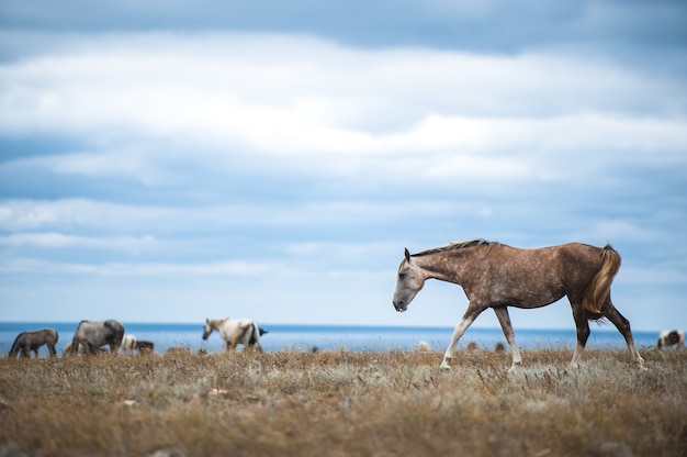 Cavallo in un campo, animali da fattoria, serie natura