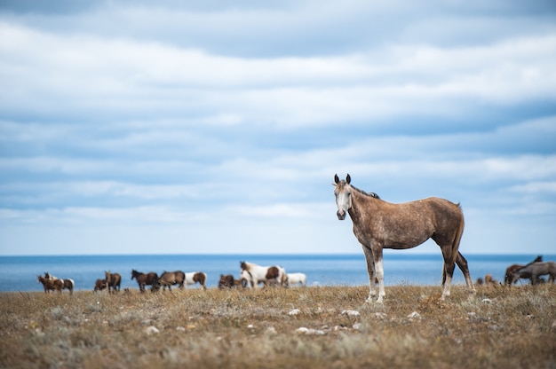 Cavallo in un campo, animali da fattoria, serie natura