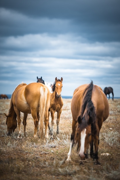 Cavallo in un campo, animali da fattoria, serie natura