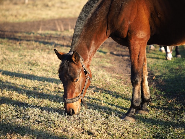 cavallo in un campo che mangia erba.