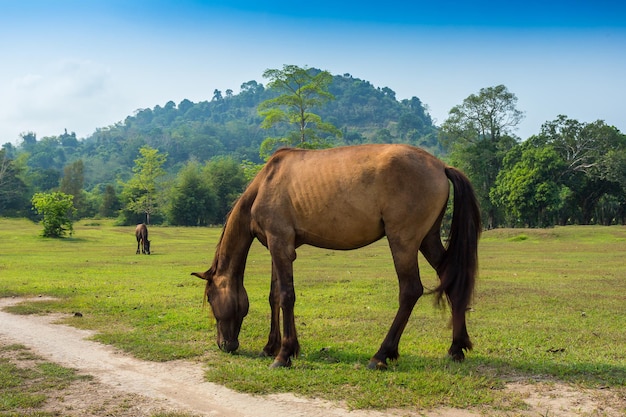 Cavallo in un campo Prato alpino