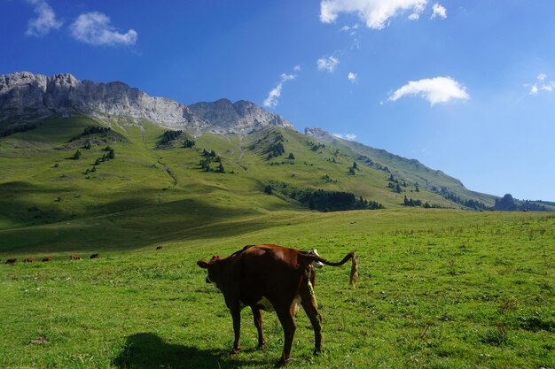 Cavallo in un campo