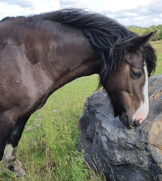 Cavallo in un campo