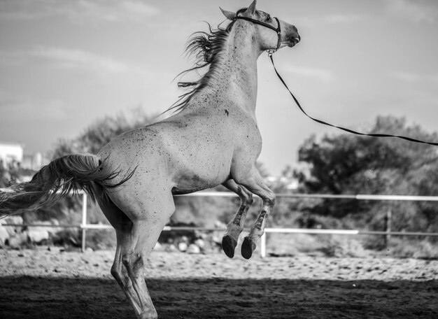 Cavallo in un campo