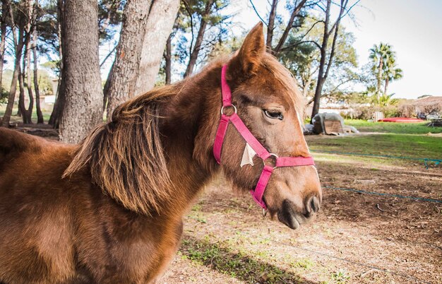 Cavallo in un campo