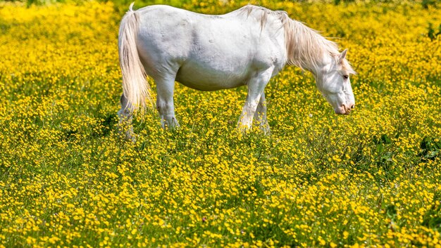 Cavallo in un campo