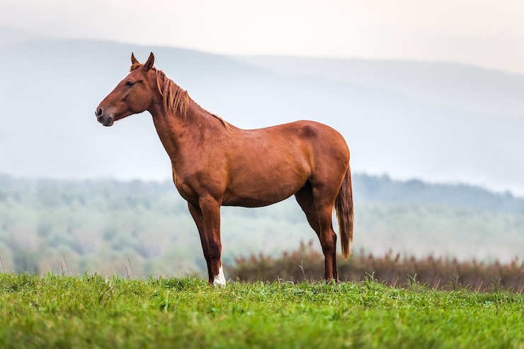 Foto cavallo in un prato in una giornata autunnale