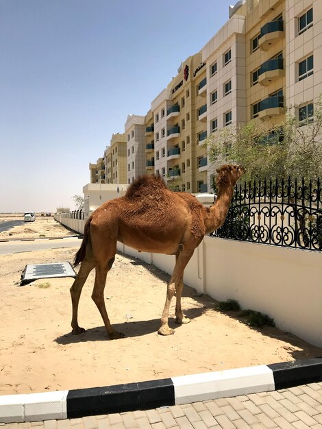 Cavallo in una città