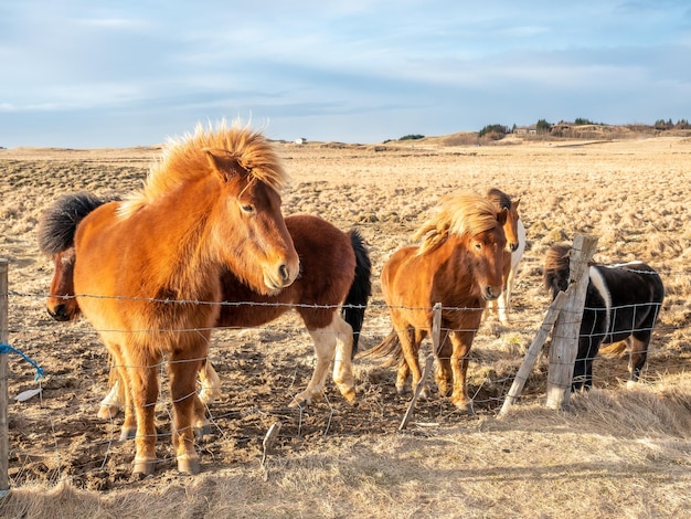 Cavallo islandese eccezionale razza di cavalli nel mondo in una fattoria all'aperto con un forte colpo di vento