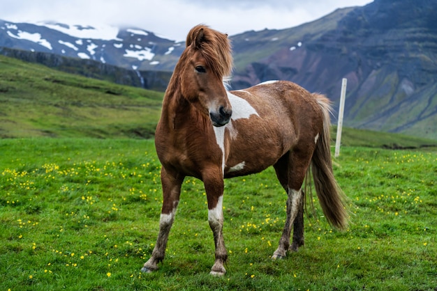 Cavallo islandese in natura scenica dell'Islanda.