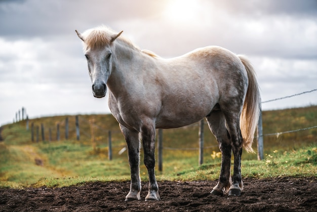 Cavallo islandese in natura scenica dell'Islanda.