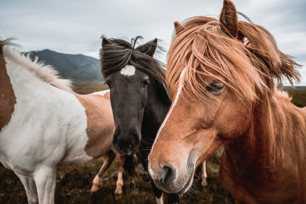 Cavallo islandese in natura scenica dell'Islanda.