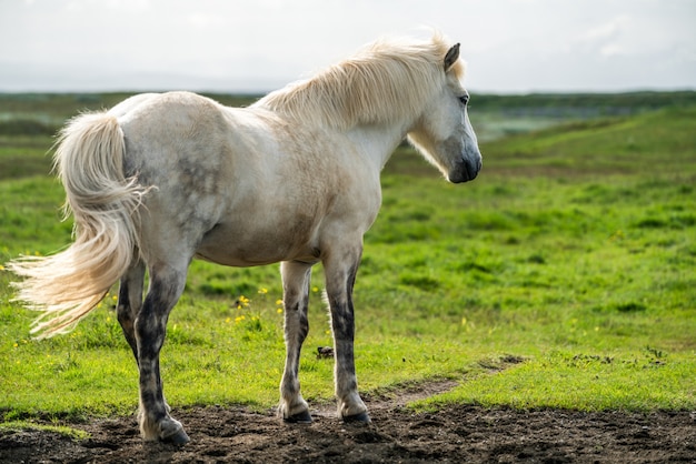 Cavallo islandese in natura scenica dell'Islanda.