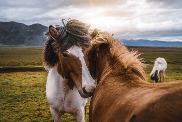 Cavallo islandese in natura scenica dell'Islanda.