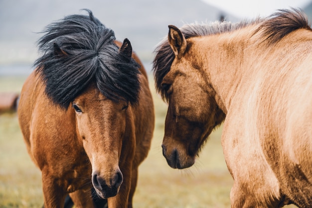 Cavallo islandese in natura scenica dell'Islanda.