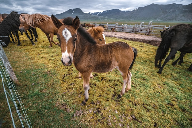Cavallo islandese in natura scenica dell'Islanda.