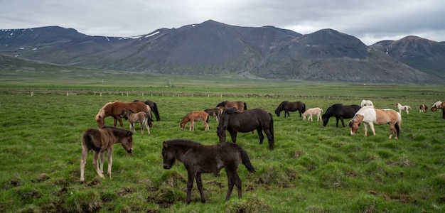 Cavallo islandese in natura scenica dell'Islanda.