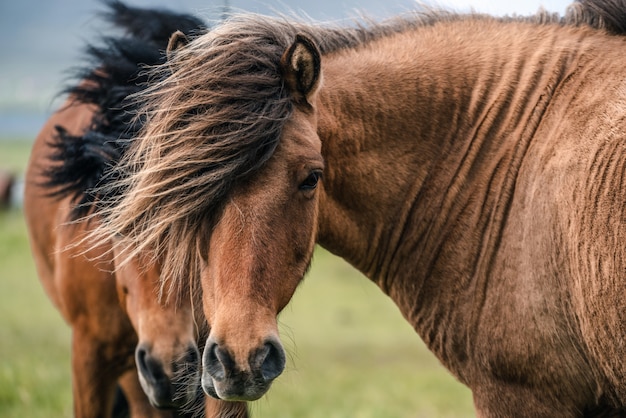 Cavallo islandese in natura scenica dell'Islanda.