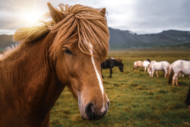 Cavallo islandese in natura scenica dell'Islanda.